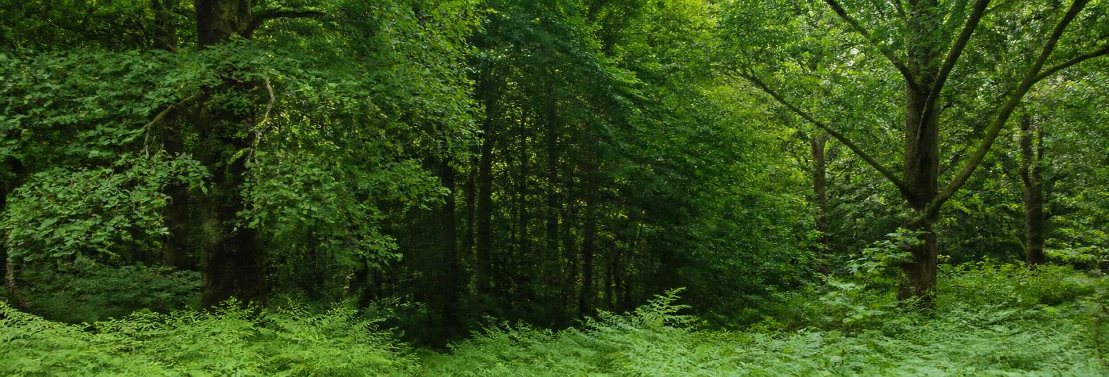 Green North Wales woodland